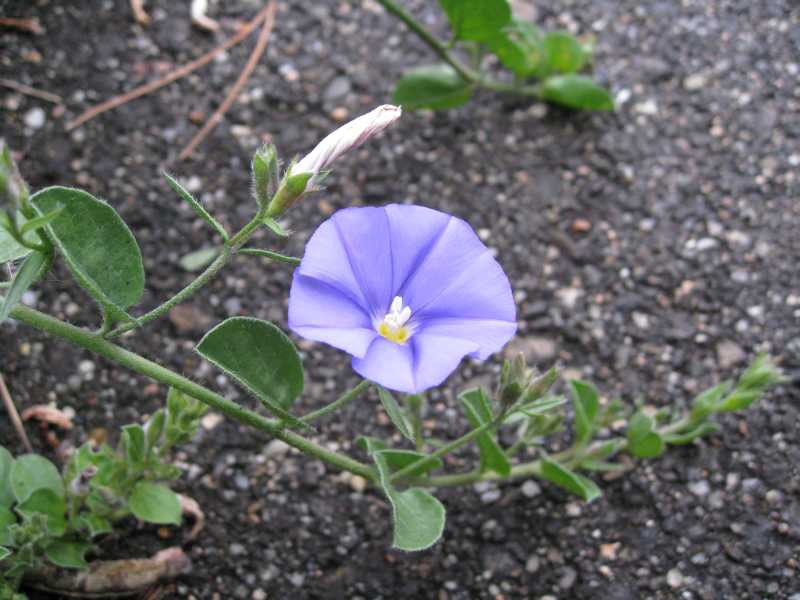 Convolvulus sabatius / Vilucchio della riviera